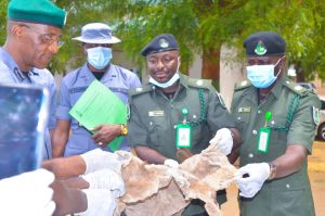 Comptroller of Customs Kebbi Area Command, Mr Iheanacho Ernest Ojike handing over seized donkeys skin to AbdulRasak Muh'D Bashiru, Superintendent of Quarantine Service of Nigeria at the Customs headquarters Birnin Kebbi.